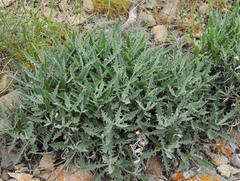 Saussurea lipschitzii