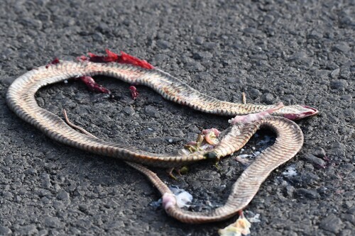 Eastern Brown Snake sighting