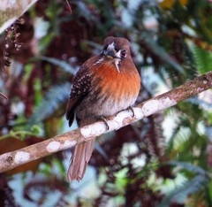 Malacoptila mystacalis