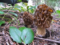 Morchella snyderi