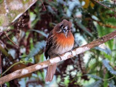 Malacoptila mystacalis