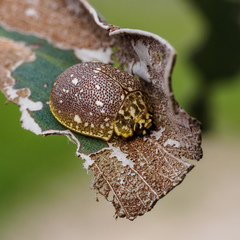 Paropsis aegrota
