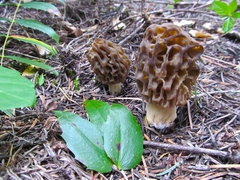 Morchella snyderi