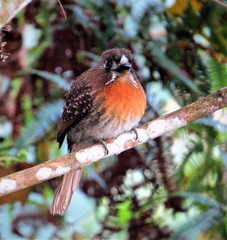 Malacoptila mystacalis