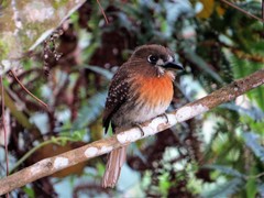 Malacoptila mystacalis