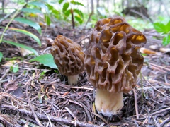 Morchella snyderi