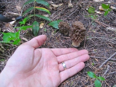 Morchella snyderi