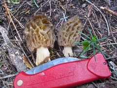 Morchella snyderi