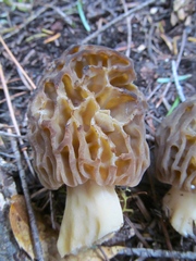 Morchella snyderi