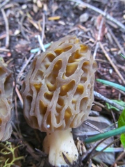 Morchella snyderi