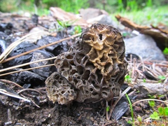Morchella snyderi