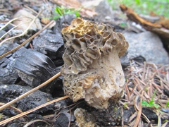Morchella snyderi