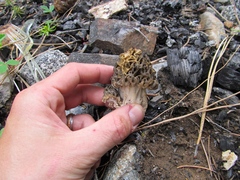 Morchella snyderi