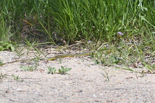 Common Tree Snake sighting
