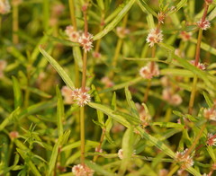 Alternanthera denticulata