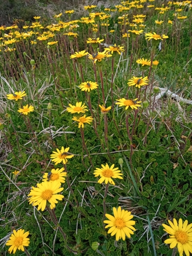 Image of Scapisenecio pectinatus by (c) Nina Kerr, some rights reserved (CC BY)