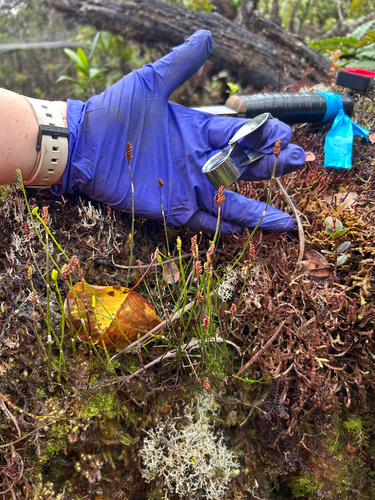 Microschizaea robusta observed 2025-12-03