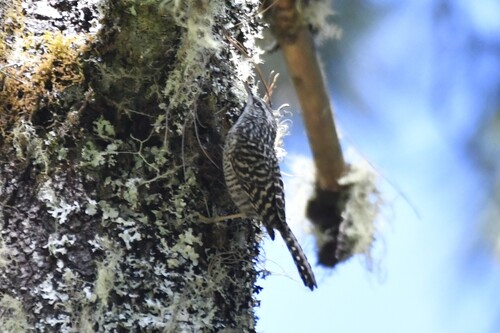 Grey-barred Wren (Campylorhynchus megalopterus), photo 8