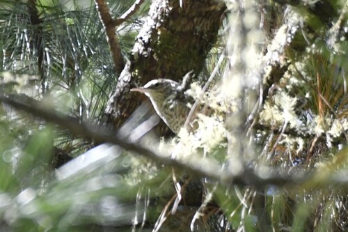 Grey-barred Wren (Campylorhynchus megalopterus), photo 9