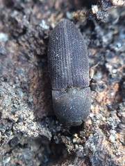 Agrypnus rectangularis