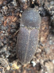 Agrypnus rectangularis