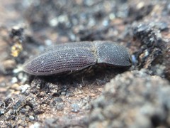 Agrypnus rectangularis