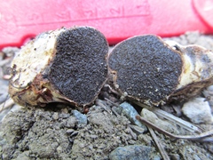 Cortinarius lilacinoides