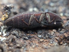Agrypnus rectangularis