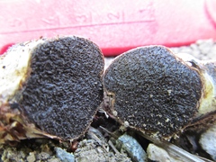 Cortinarius lilacinoides