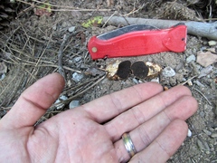 Cortinarius lilacinoides