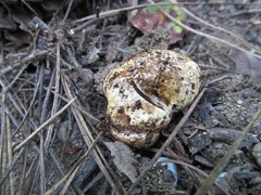 Cortinarius lilacinoides