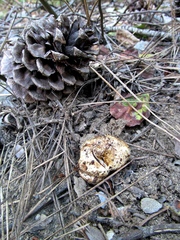 Cortinarius lilacinoides