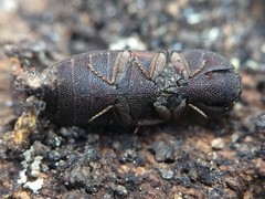 Agrypnus rectangularis