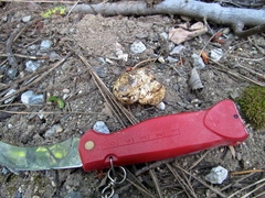 Cortinarius lilacinoides