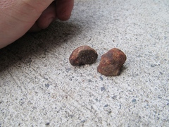Cortinarius lilacinoides