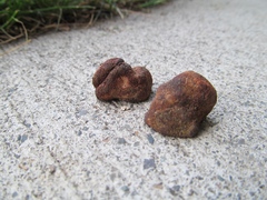 Cortinarius lilacinoides