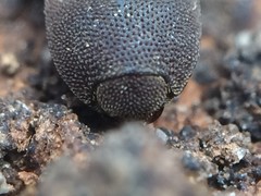 Agrypnus rectangularis