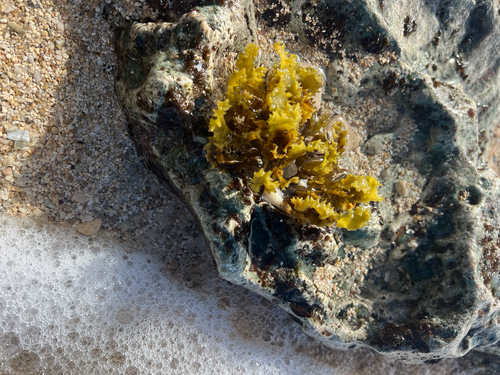 Sargassum echinocarpum observed 2025-12-03