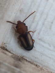 Laemophloeus terminalis