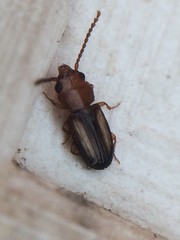 Laemophloeus terminalis