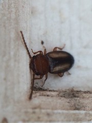 Laemophloeus terminalis