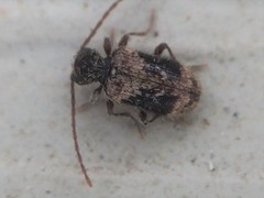 Ptinus texanus