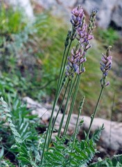 Oxytropis spicata