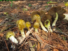 Bolbitius titubans olivaceus