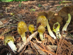 Bolbitius titubans olivaceus