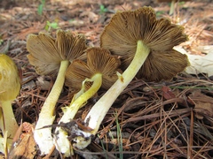 Bolbitius titubans olivaceus