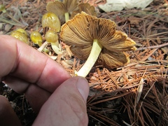 Bolbitius titubans olivaceus