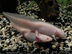 Ambystoma mexicanum