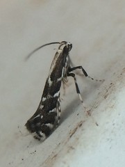 Leucospilapteryx venustella