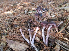 Psathyrella bipellis